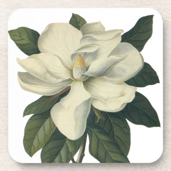 Vintage Blooming White Magnolia Blossom Flowers Drink Coaster by Tchotchke at Zazzle
