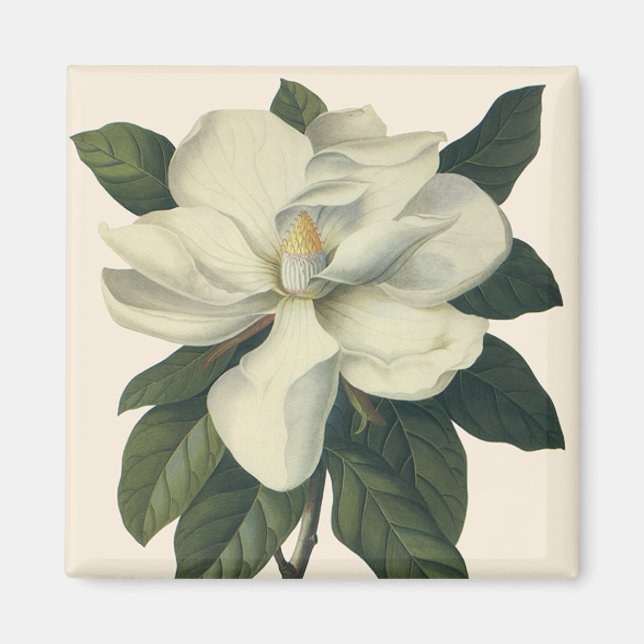 Vintage Blooming White Magnolia Blossom Flowers Magnet (Front)