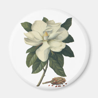 Vintage Blooming White Magnolia Blossom Flowers Magnet