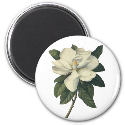 Vintage Blooming White Magnolia Blossom Flowers Magnet