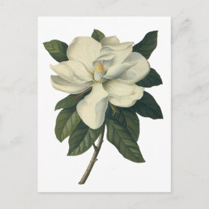 Vintage Blooming White Magnolia Blossom Flowers Postcard