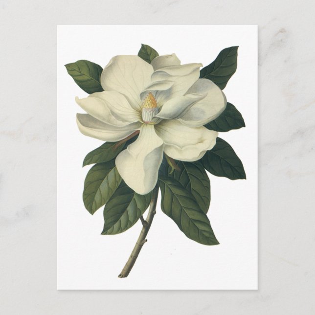 Vintage Blooming White Magnolia Blossom Flowers Postcard (Front)