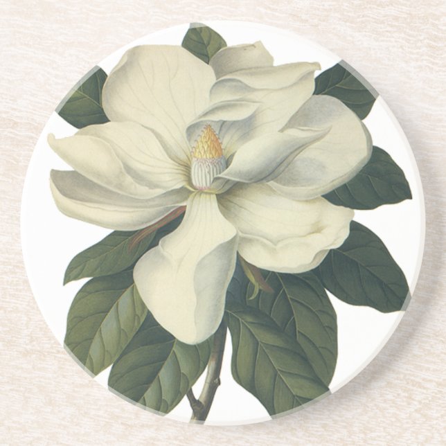 Vintage Blooming White Magnolia Blossom Flowers Sandstone Coaster (Front)