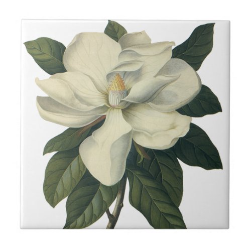 Vintage Blooming White Magnolia Blossom Flowers Tile