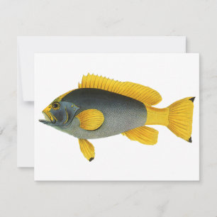 Vintage Blue and Yellow Grouper Fish, Marine Life