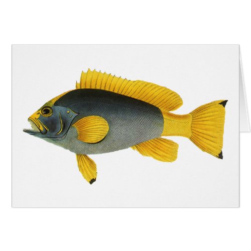 Vintage Blue and Yellow Grouper Fish Marine Life