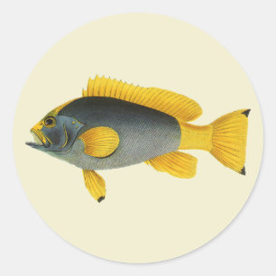 Vintage Blue and Yellow Grouper Fish, Marine Life Classic Round Sticker
