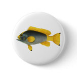 Vintage Blue and Yellow Grouper Fish, Marine Life Pinback Button