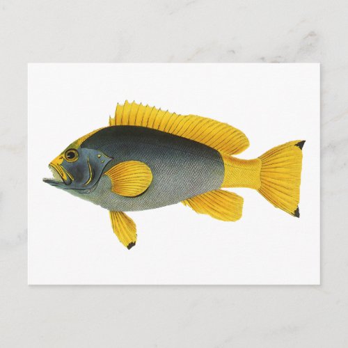 Vintage Blue and Yellow Grouper Fish Marine Life Postcard