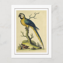 Vintage Blue And Yellow Parrot Bird Illustration