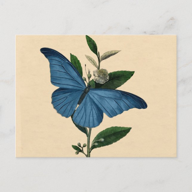 Vintage Blue Butterfly Postcard (Front)