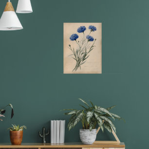 Vintage Blue Cornflower Botanical Illustration Poster