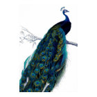 Vintage Blue Elegant Colorful Peacock