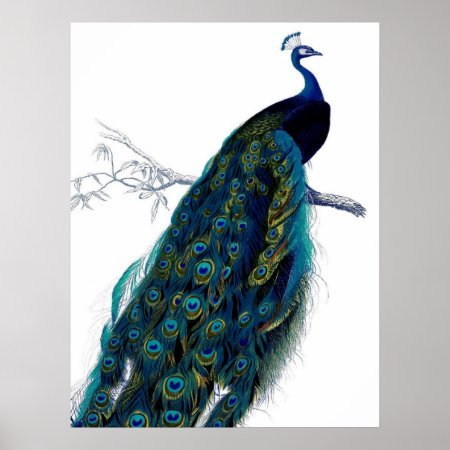 Vintage Blue Elegant Colorful Peacock Poster