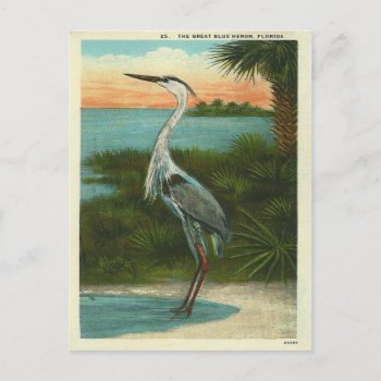 Vintage Blue Heron Florida Postcard by archemedes at Zazzle