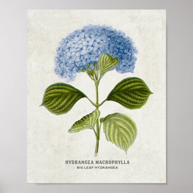 Vintage Blue Hydrangea Botanical  Poster (Front)