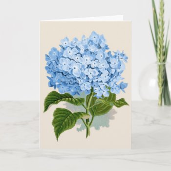 Vintage Blue Hydrangea Card by knottysailor at Zazzle