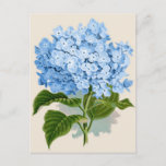 Vintage Blue Hydrangea Postcard at Zazzle