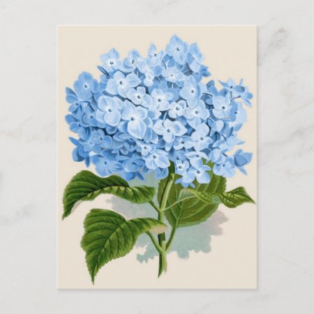 Vintage Blue Hydrangea Postcard