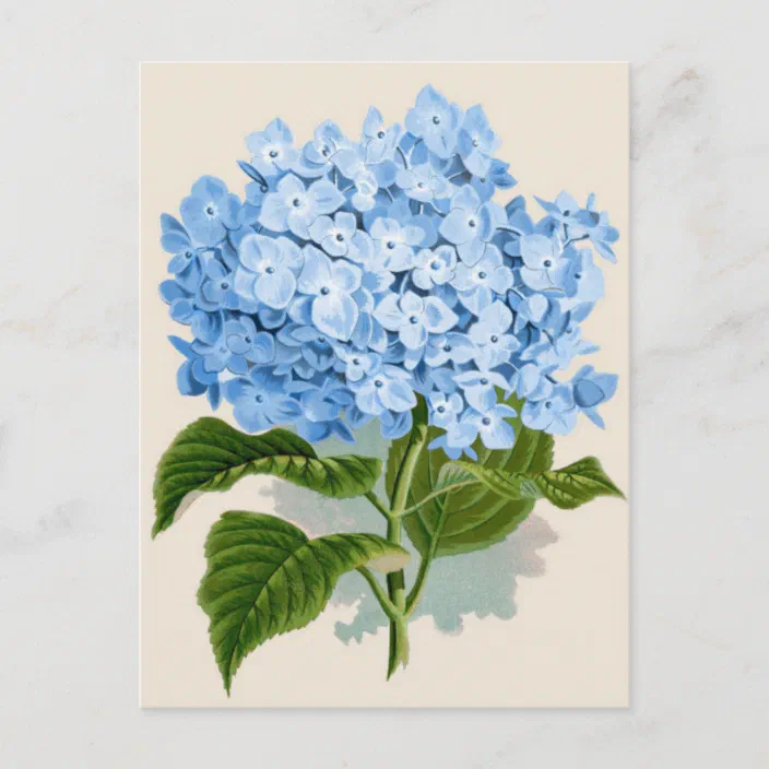 postcard hydrangeas