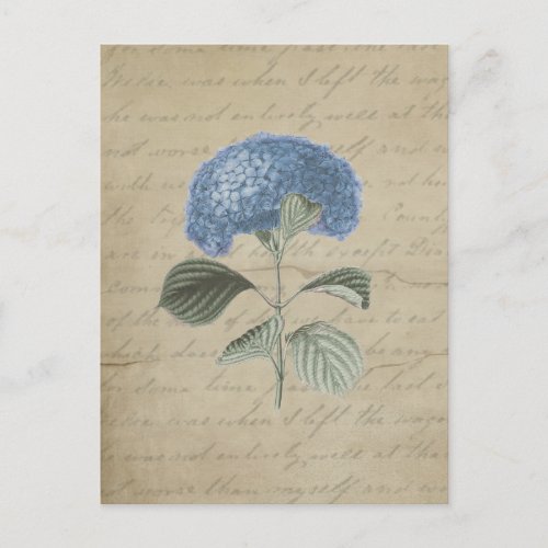 Vintage Blue Hydrangea with Antique Calligraphy Postcard