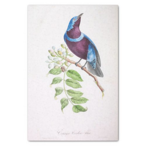 Vintage Blue Purple Bird Ephemera Decoupage Script Tissue Paper