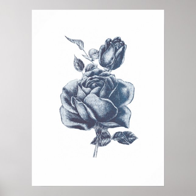 Vintage Blue Rose Drawing Poster (Front)
