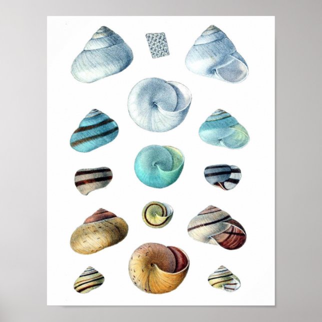 Vintage blue Seashells poster (Front)