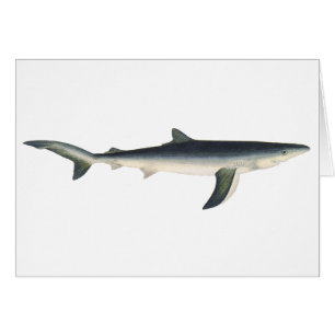 Vintage Blue Shark, Aquatic Ocean Marine Life