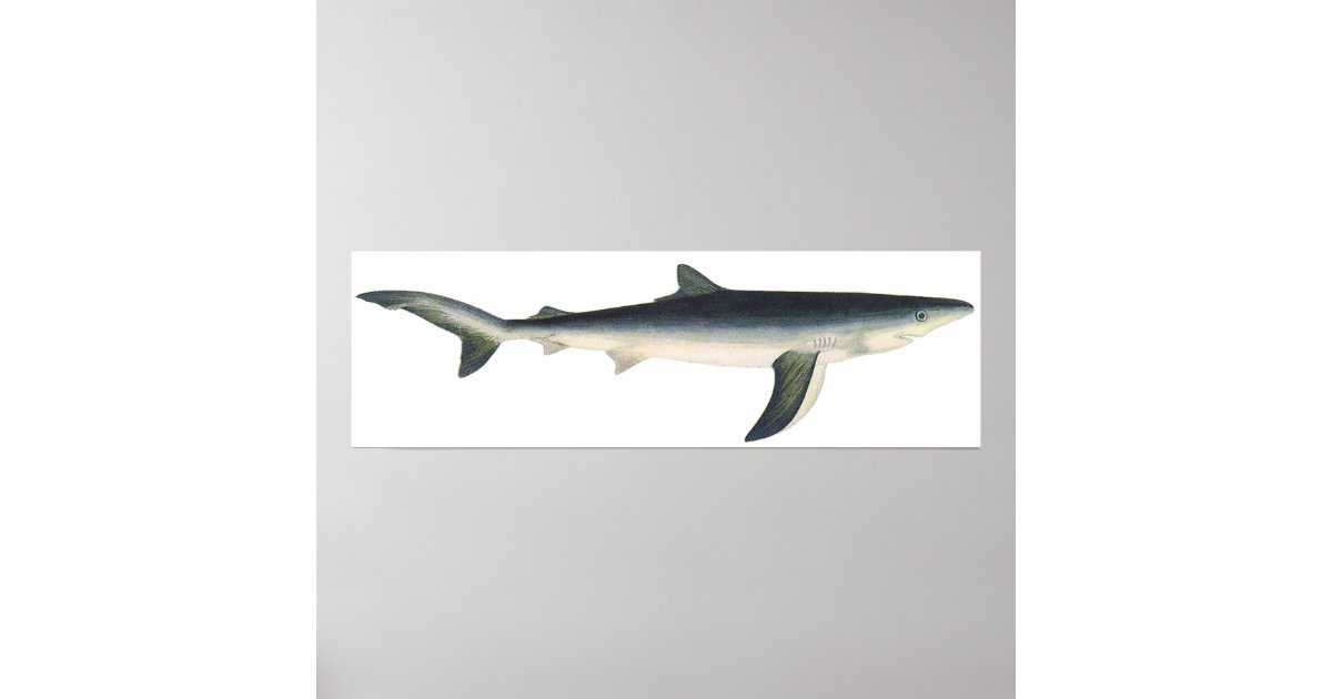 Vintage Blue Shark, Aquatic Ocean Marine Life Poster | Zazzle