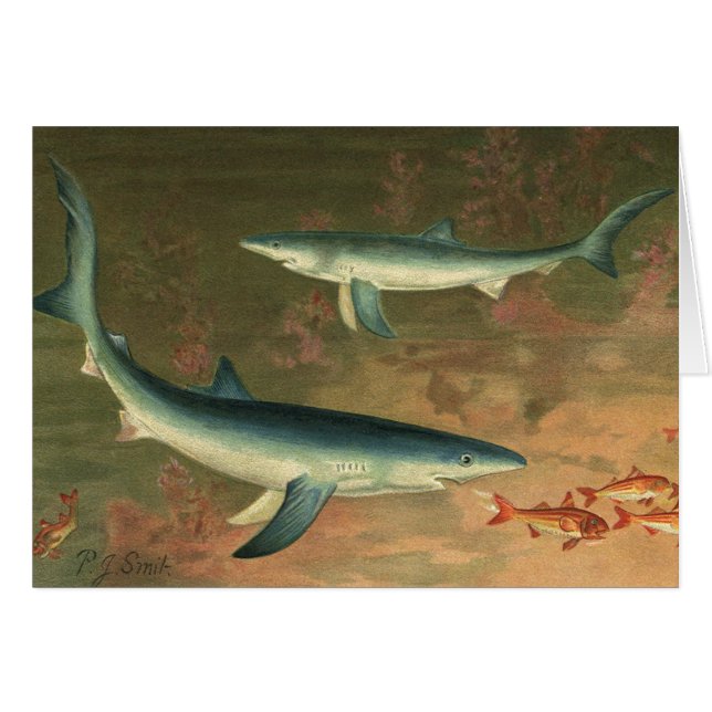 Vintage Blue Shark Eating Fish, Marine Life (Front Horizontal)