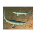 Vintage Blue Shark Eating Fish, Marine Life Postcard