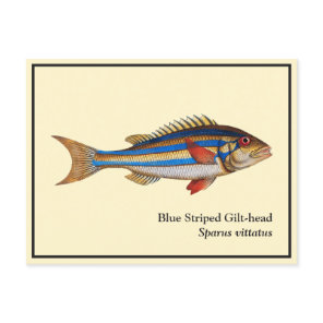 Vintage Blue Striped Gilt-head Fish Painting Postcard