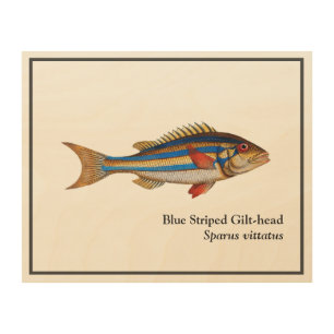 Vintage Blue Striped Gilt-head Fish Painting Wood Wall Art