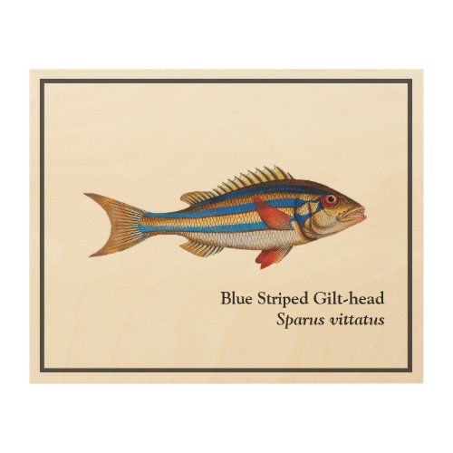 Vintage Blue Striped Gilt_head Fish Painting Wood Wall Art