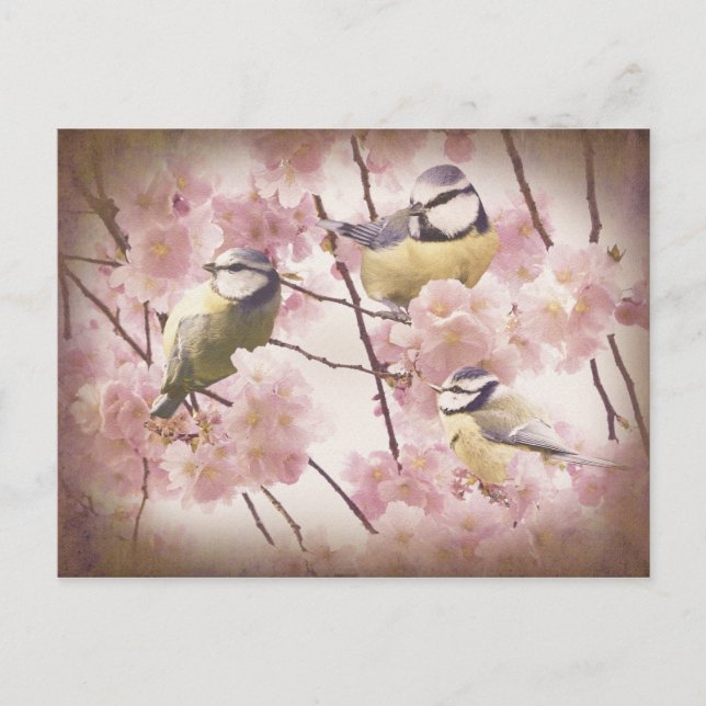 Vintage Blue Tits Postcard (Front)