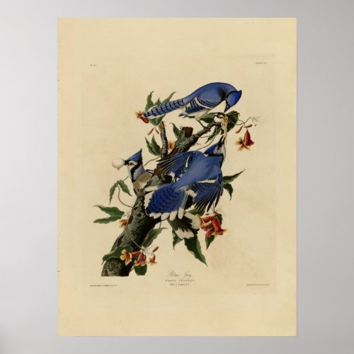 Vintage Bluebird Painting Poster