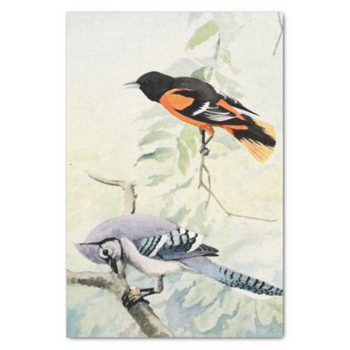Vintage bluejay and Oriole watercolor Tissue Paper