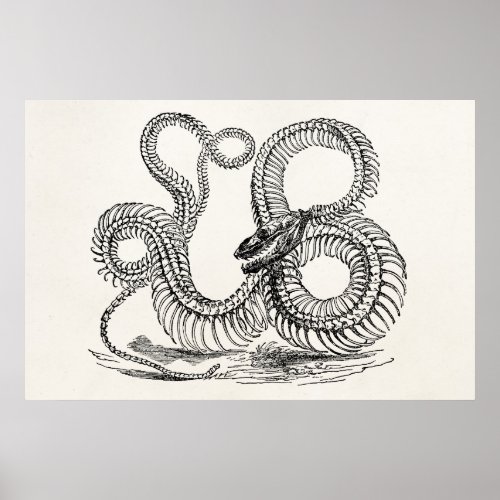 Vintage Boa Snake Skeleton Personalized Template Poster