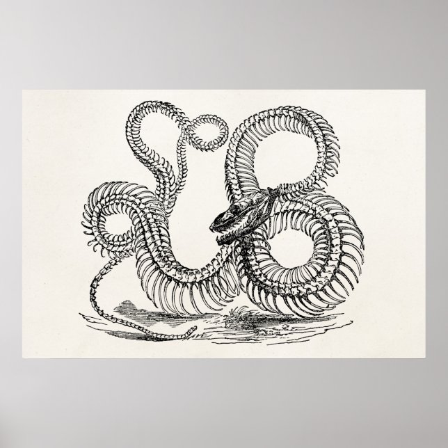 Vintage Boa Snake Skeleton Personalized Template Poster (Front)