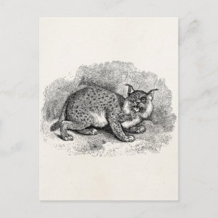 Vintage Bobcat 1800s Bob Cat Lynx Illustration Postcard