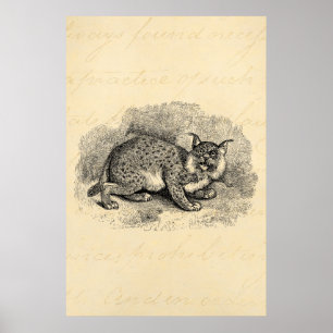 Vintage Bobcat 1800s Bob Cat Lynx Illustration Poster
