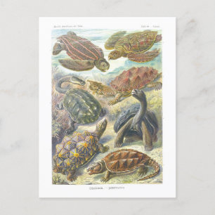 Vintage Book Illustration Turtles and Tortoises Postcard