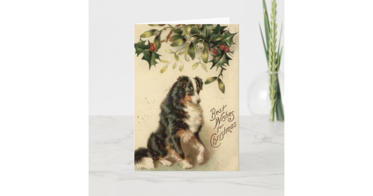 Vintage Border Collie Christmas Card | Zazzle