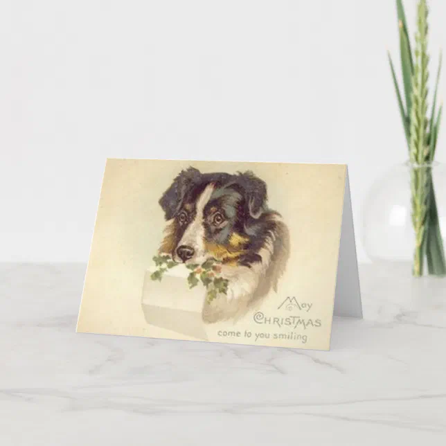 Vintage Border Collie Christmas Card | Zazzle