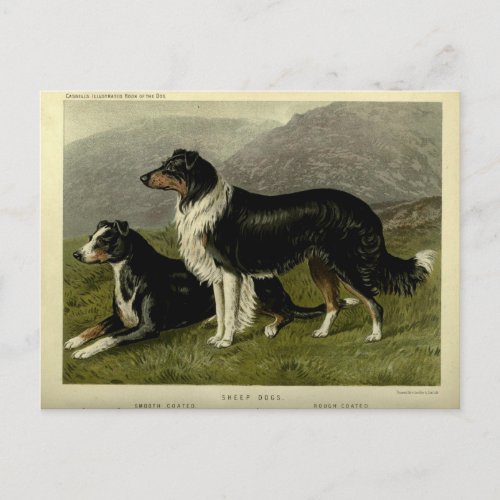 Vintage Border collie sheep dog Postcard