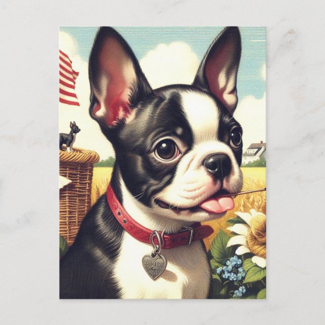 Vintage Boston Terrier Illustration Postcard (Front)