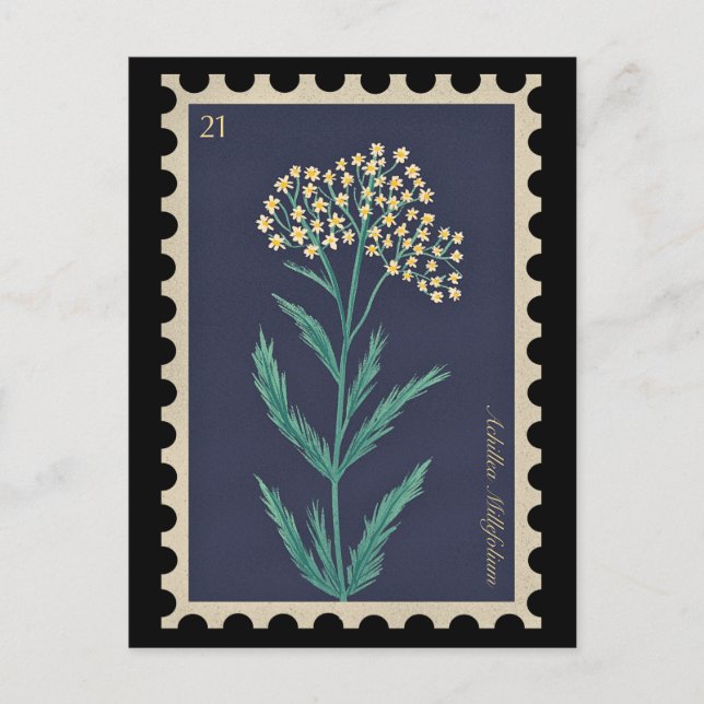 Vintage Botanical Achillea millefolium Flora  Postcard (Front)