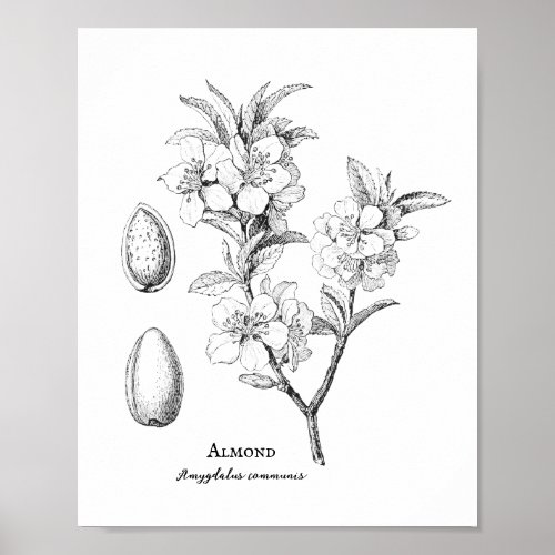 Vintage Botanical Almond Illustration Poster