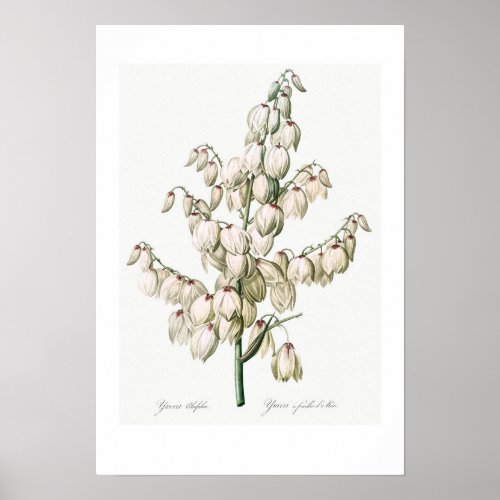 VINTAGE BOTANICAL ALOE YUCCA REDOUT POSTER